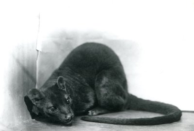 Ein Fossa im Londoner Zoo, November 1912 von Frederick William Bond